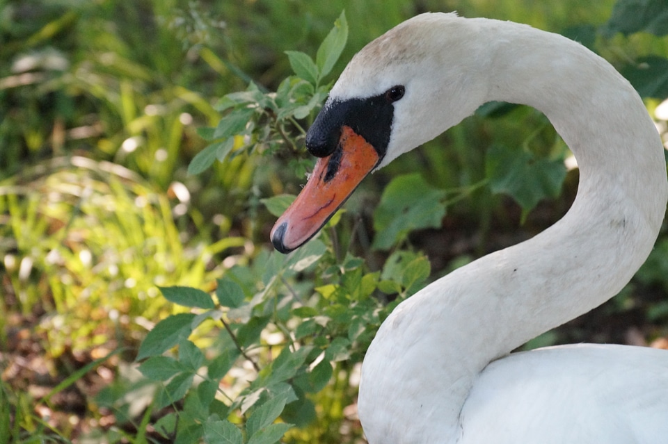 Nature bird swan-neck