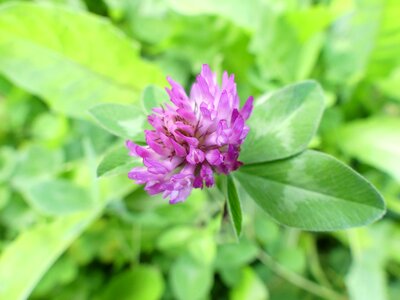 Meadow green garden