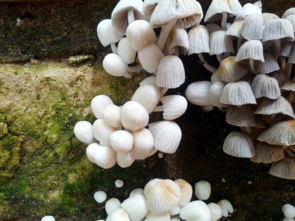 Mushrooms nature Free photos