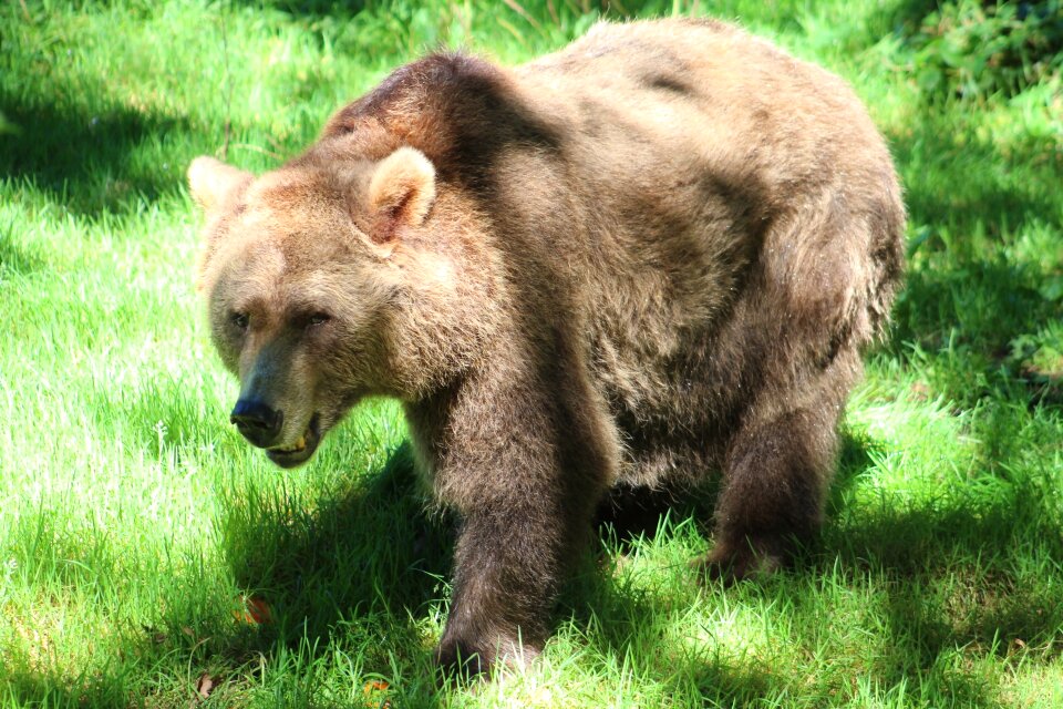 Wildlife nature