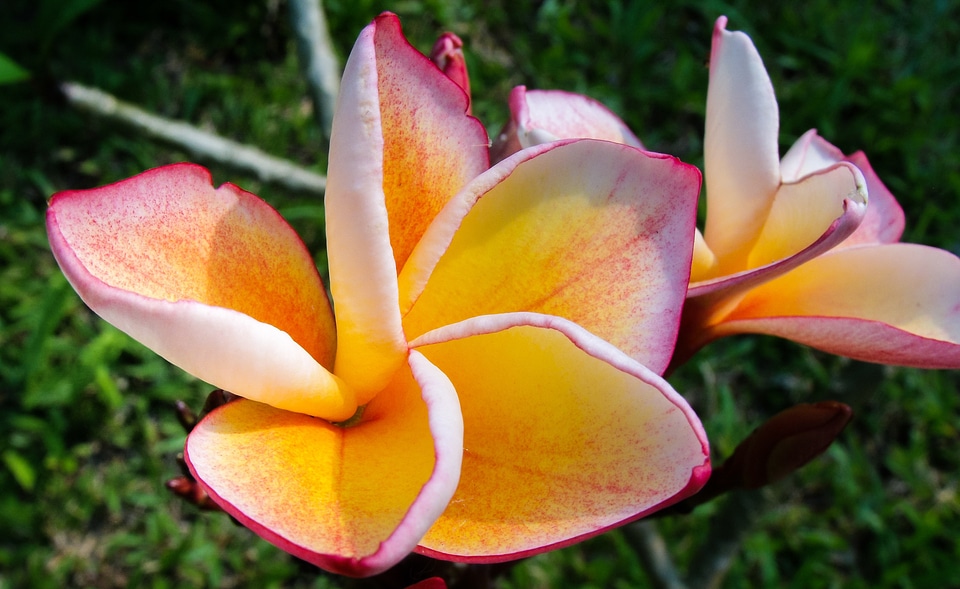 Flower violet orange