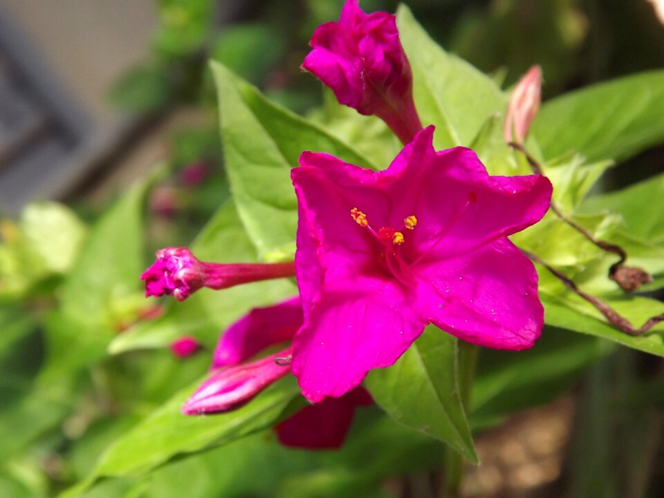 Pink flower bloom petals