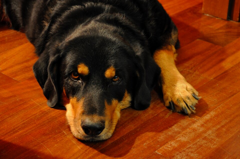 Amici animal muzzle