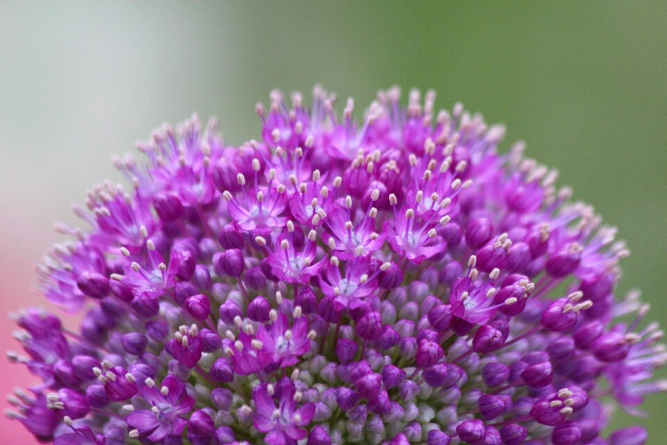 Inflorescence closeup bloom