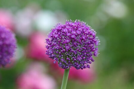 Flower green background botanical garden photo