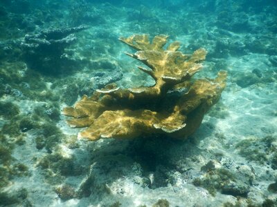 Coral ocean