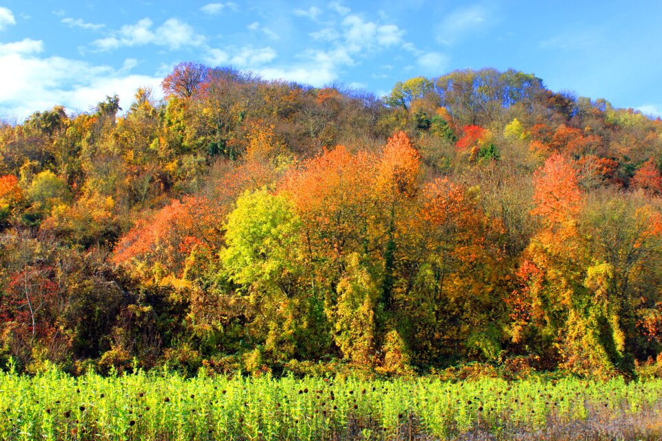Nature autumn forest chestnut leaves