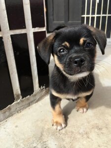 Black any variety losing his home