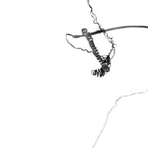 Still life stem silhouette