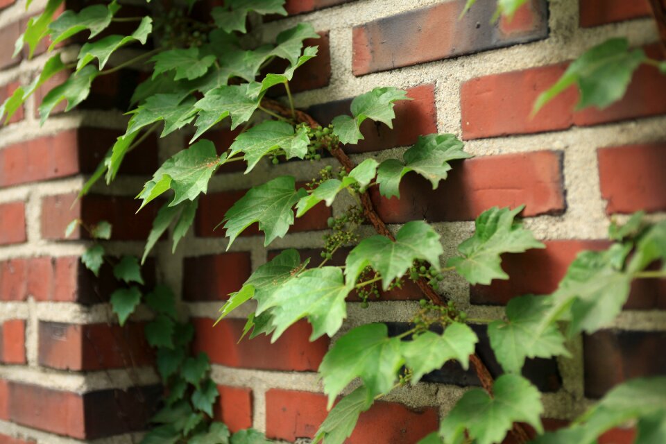 Vine ivy wall photo