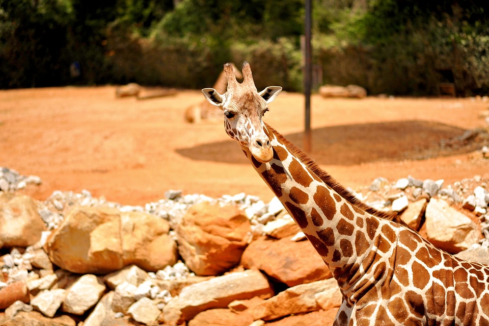 Zoo african big
