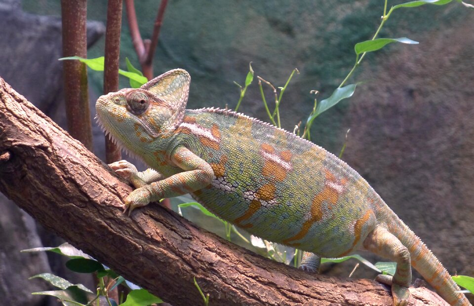 Reptile color change