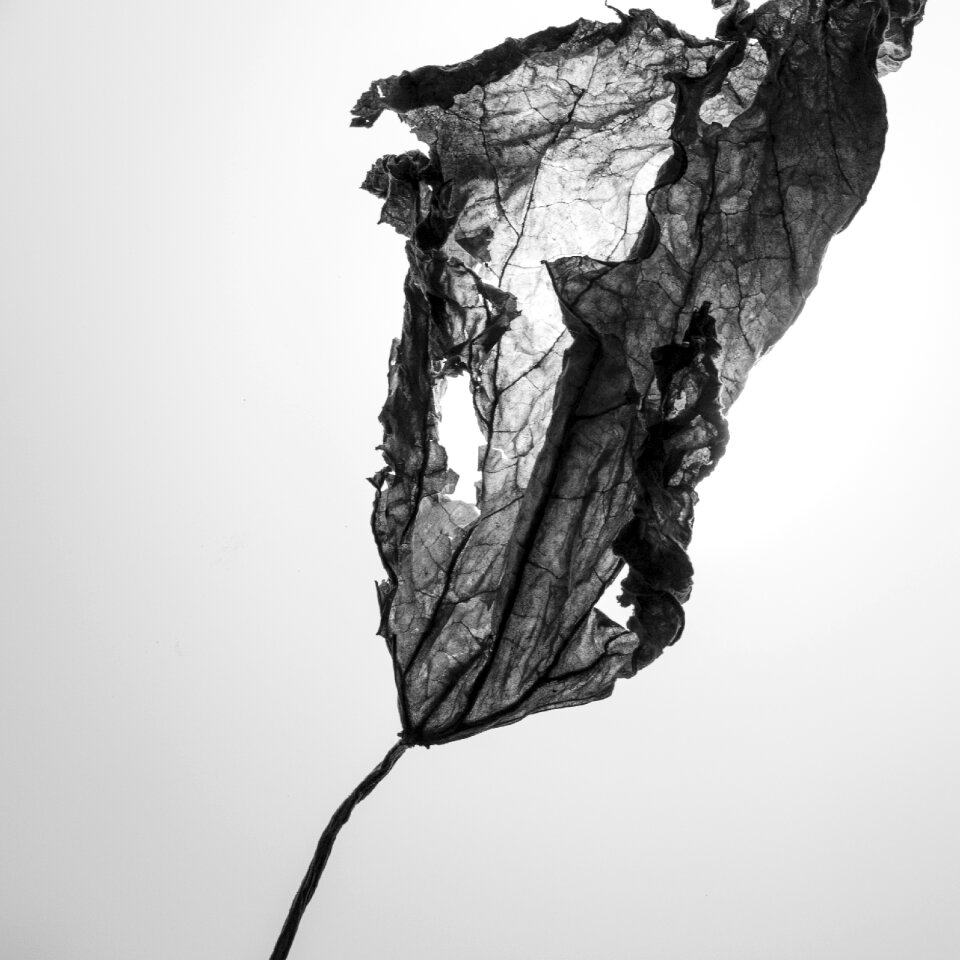 Still life the leaves silhouette