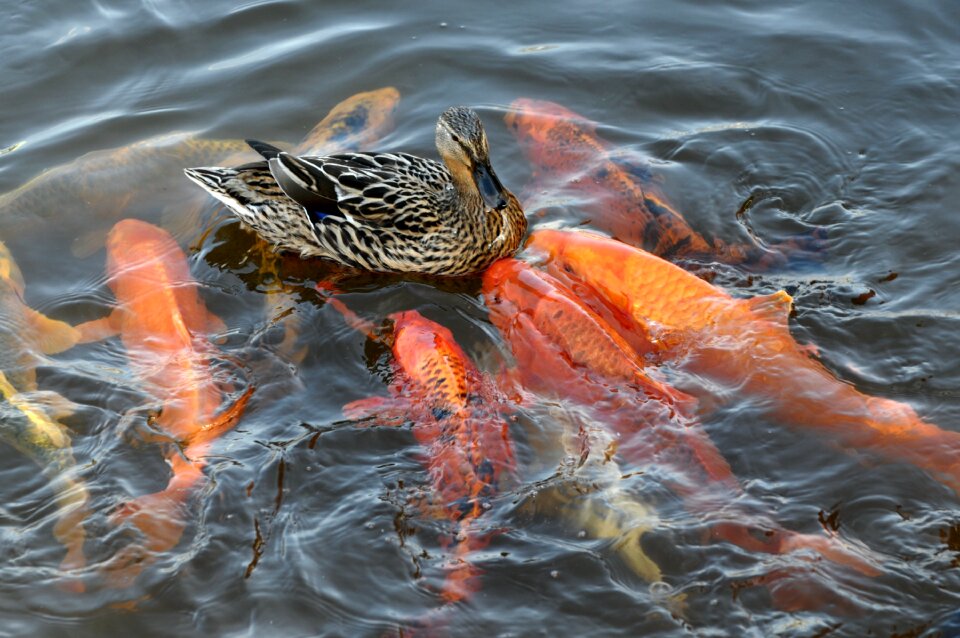 Fish wet freshwater fish