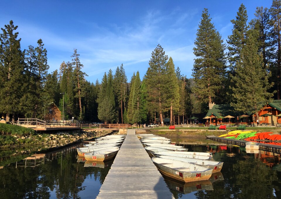 Sequoia sierra king