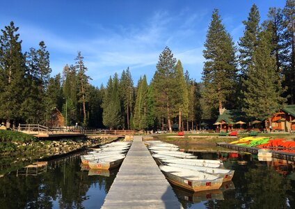 Sequoia sierra king