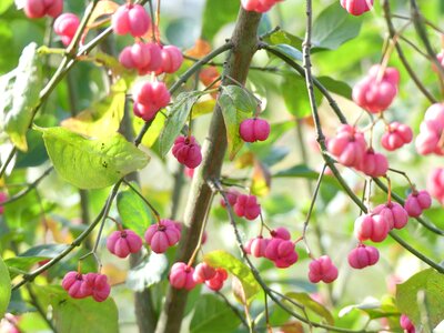 Autumn decorative beautiful