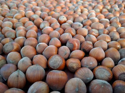 Crop autumn harvest