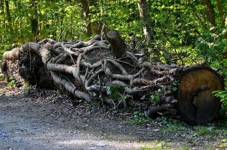 Tree nature wood