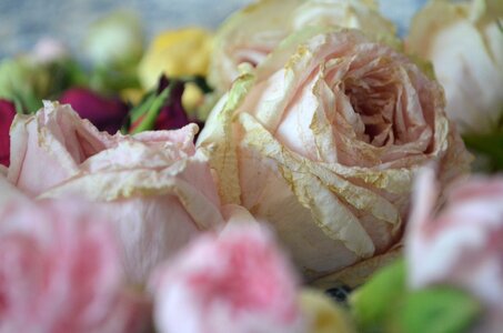 Flower tender rose flowers