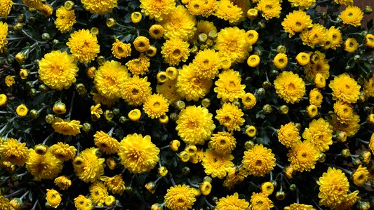 Blossom plant color