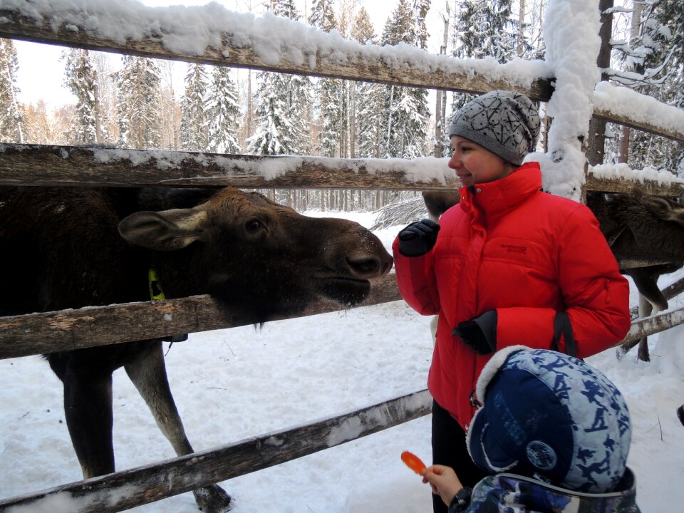 Forest animals winter snow