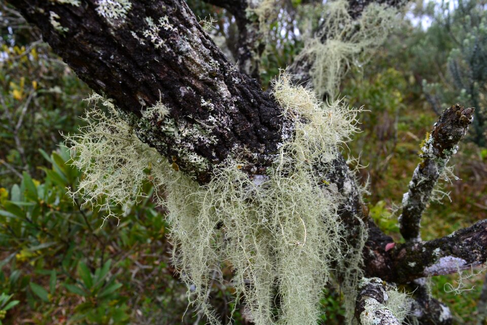 Trunk plants environment