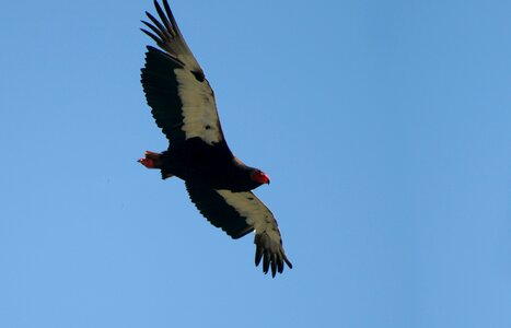 Eagle observatory raptor flying