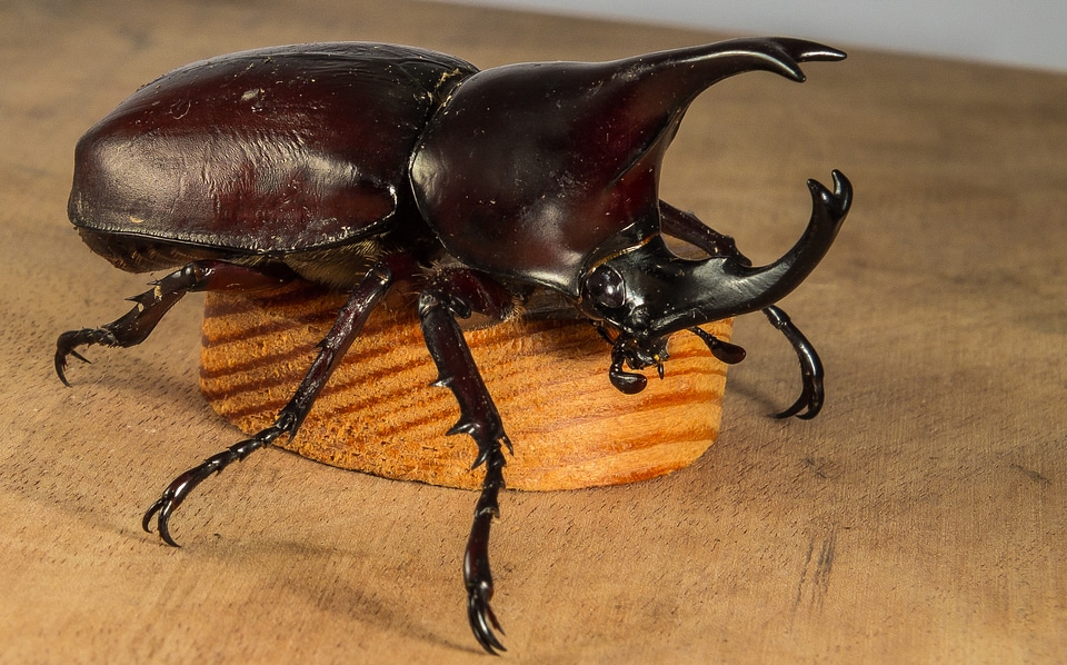 Tropical beetles rhinoceros beetle riesenkaefer