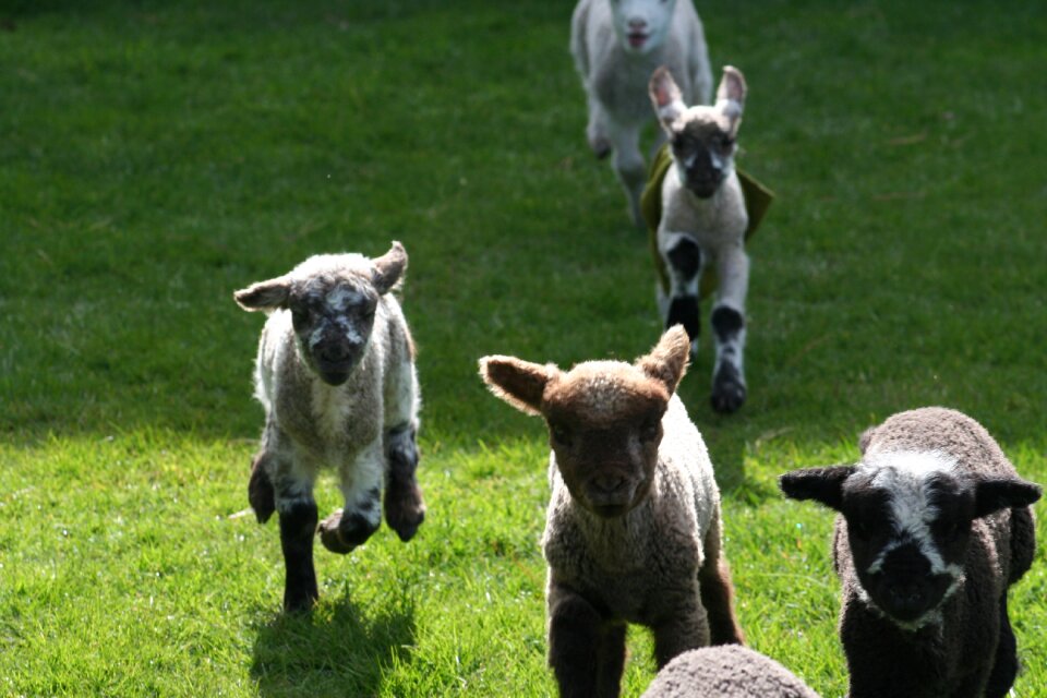 Nature sheep rural