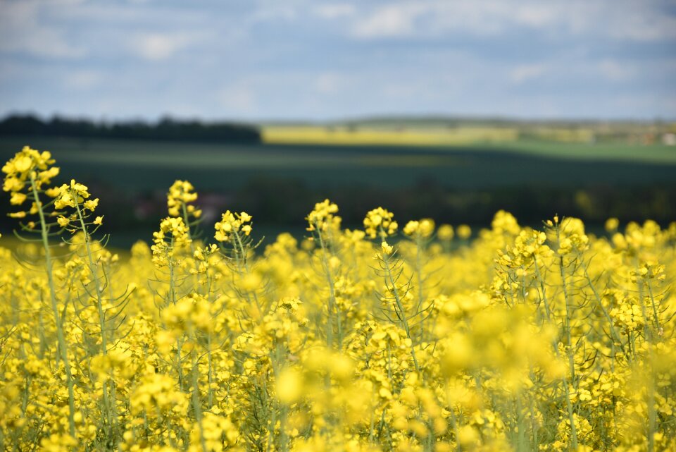 Rapeseed agriculture fields