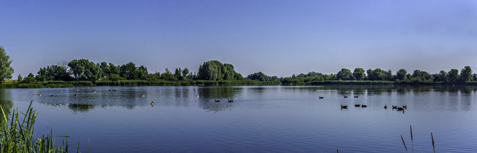 Trees sky water bird