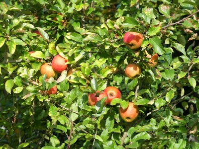 Autumn fruit fill