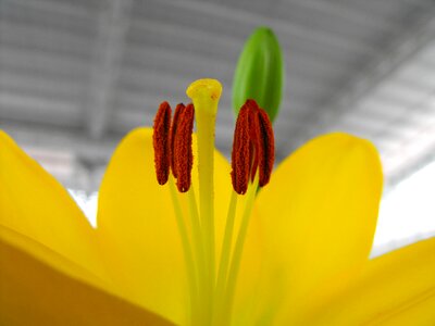 Flower pistil yellow