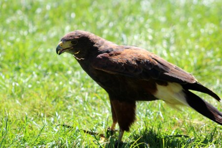 Field wildlife
