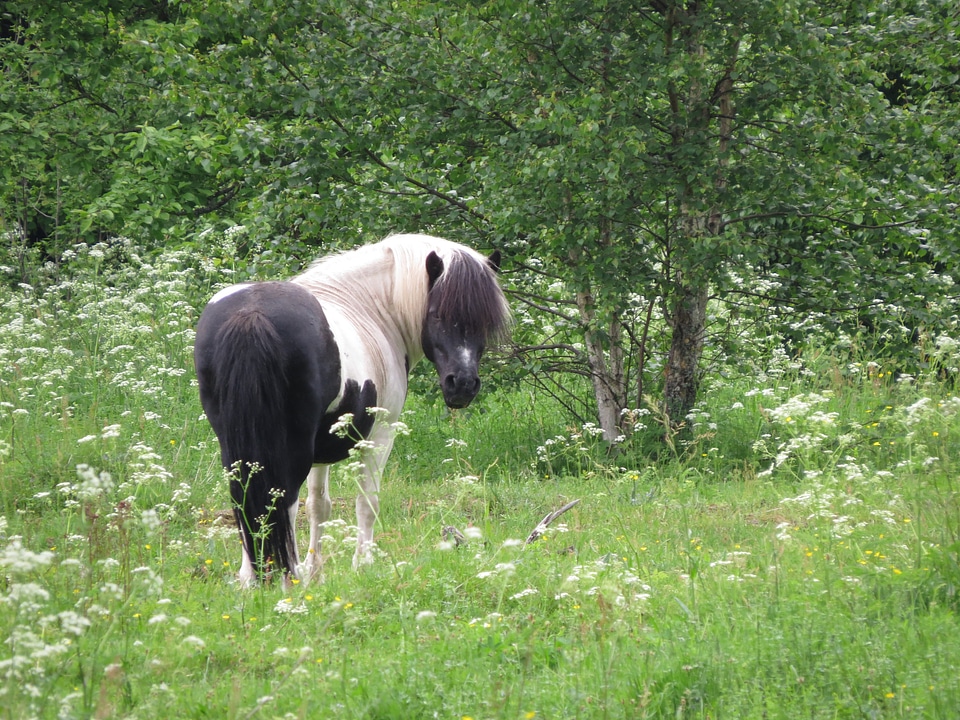 Shettis hage pinto horse