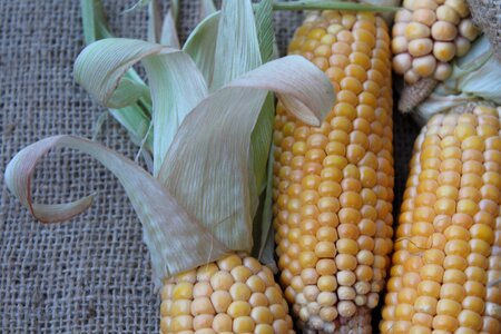 Corn on the cob summer plant