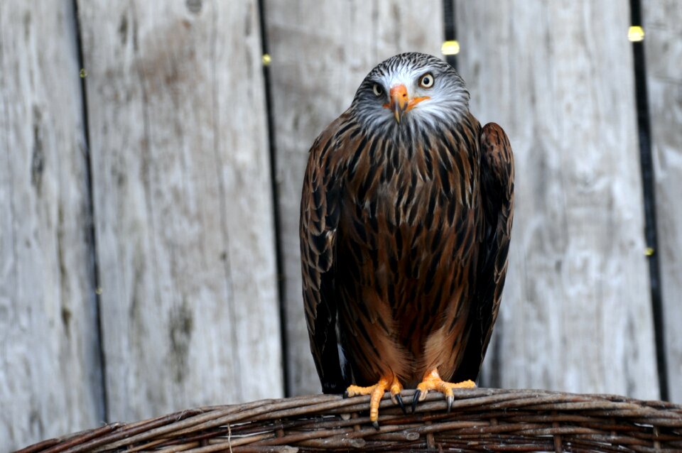 Raptor red milan animal