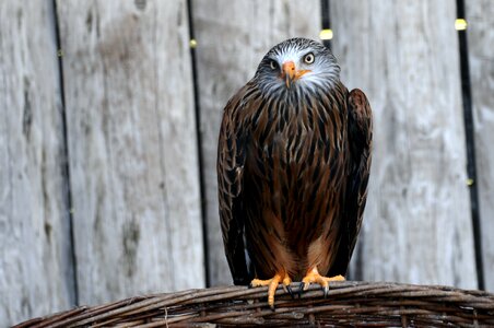 Raptor red milan animal