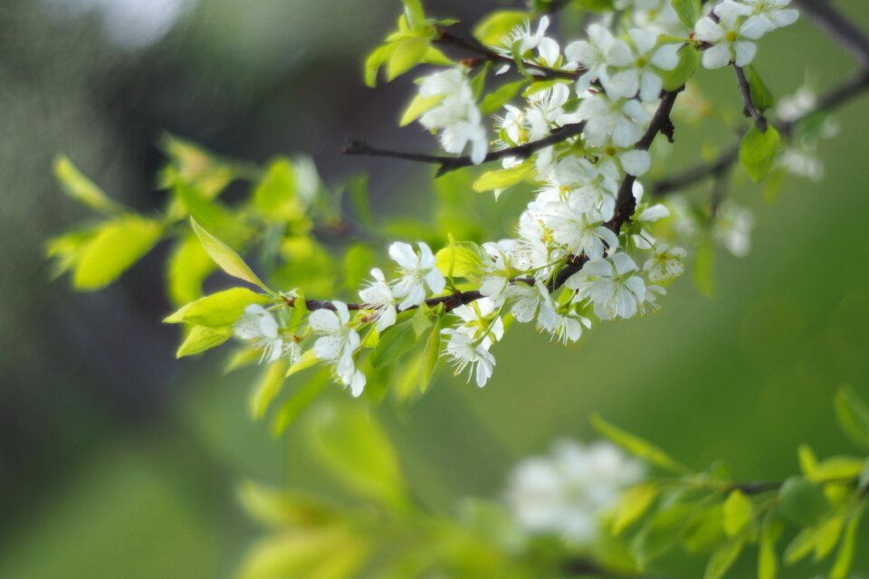 White branch fruit tree