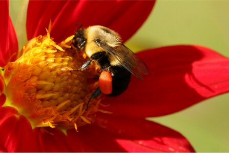 Dahlia bumblebee photo