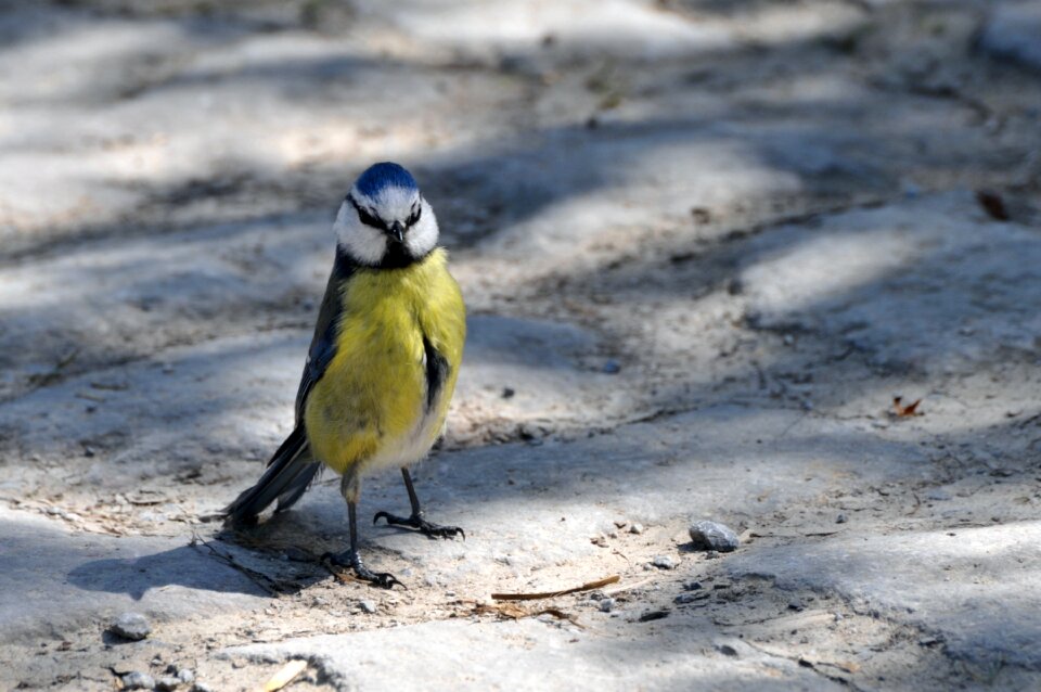 Animals small bird dirty