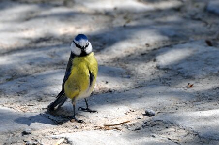 Animals small bird dirty