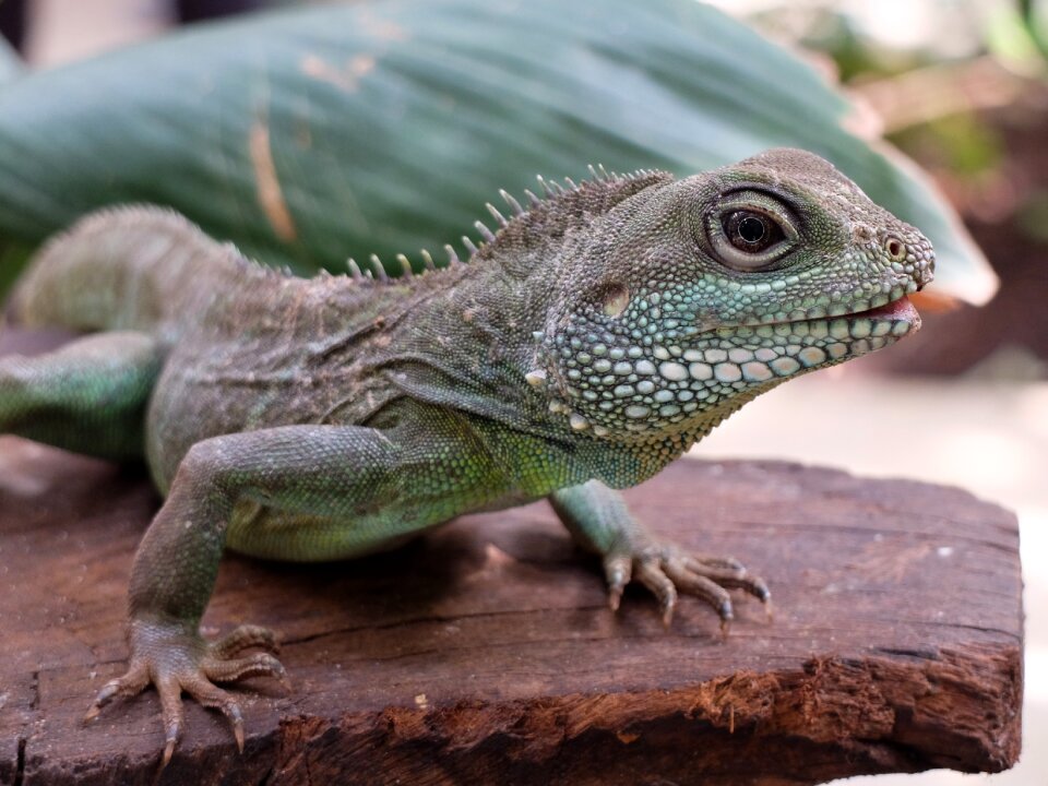 Eye green reptile