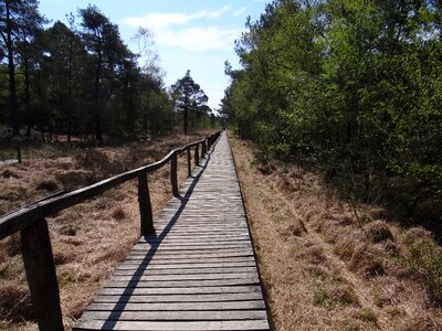 Pietz moor schneverdingen boardwalk photo