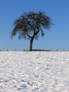 Snow fields wintry photo