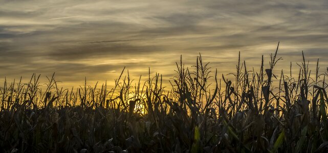 Plant cereals sky
