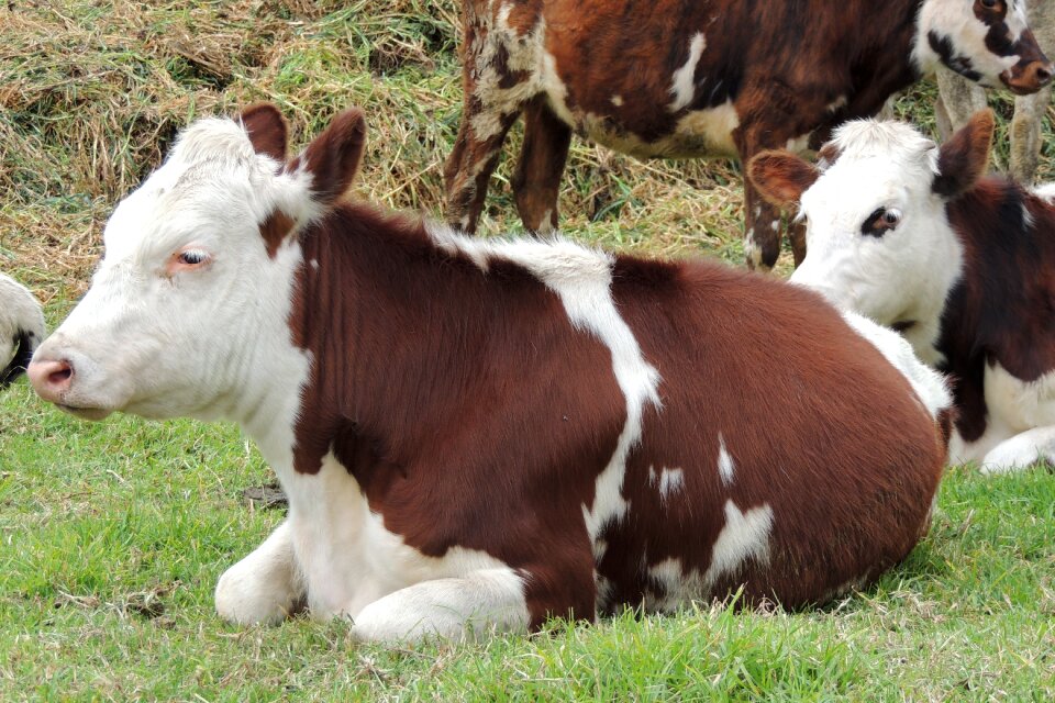 Farm nature animals