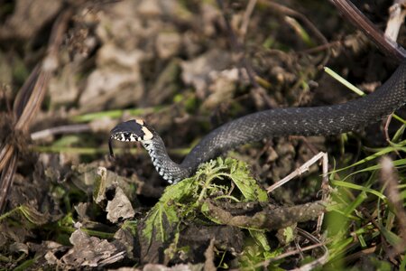 Creep scales danger photo