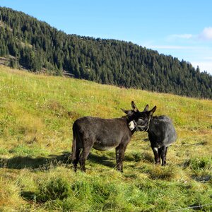 Donkey ass couple donkey love